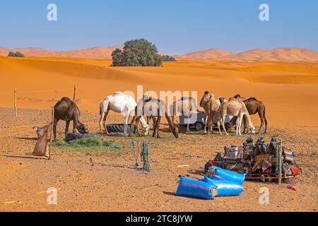 Dromedarkamele werden in Erg Chebbi in der Sahara bei Merzouga, Drâa-Tafilalet, Errachidia, Marokko, mit Gras gefüttert Stockfoto