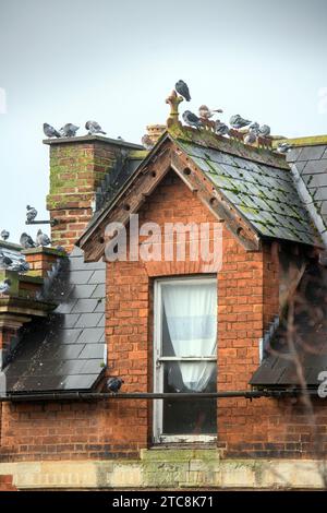 Tauben auf einem Gebäude in der Southgate Street, Gloucester, Großbritannien Stockfoto