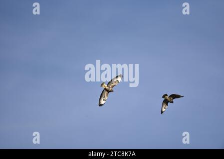 Zwei sonnendurchflutete Bussarde (Buteo buteo), die in der Mitte und rechts vom Bild fliegen, weg von der Kamera, aufgenommen in der walisischen Landschaft im November, Großbritannien Stockfoto