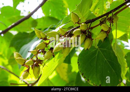 Reisen Sie nach Georgien - Früchte des Paulownia-Baumes in der Region Kakheti am Herbsttag Stockfoto