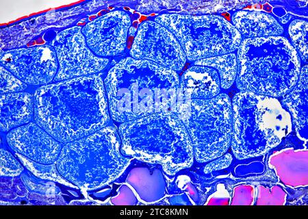 Buchlunge der Gartenspinne (Araneus sp.) Querschnitt. Lichtmikroskop X50 mit 10 cm Breite. Stockfoto