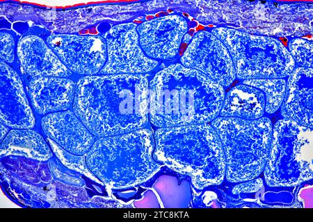 Buchlunge der Gartenspinne (Araneus sp.) Querschnitt. Lichtmikroskop X50 mit 10 cm Breite. Stockfoto