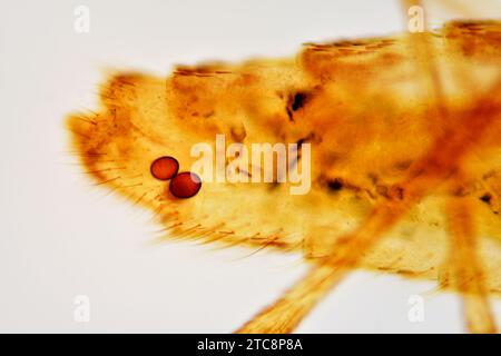 Gemeine weibliche Mücke (Culex pipipiens), Bauch mit Eiern Detail. Lichtmikroskop X150 mit einer Breite von 10 cm. Stockfoto