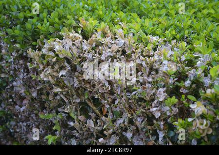 Eine Nahaufnahme von Kastenfäule in einer Kastenhecke. Stockfoto