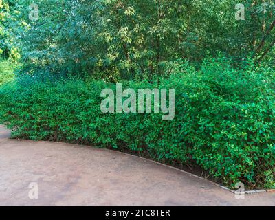 Das sind wunderschöne Gartenfotos. Auf diesem Foto sehen Sie Pflanzen mit blauem Himmel Bäume und wunderschöne Natur Aussichten. Das ist Alamy Exklusivbild Garden Foto Stockfoto