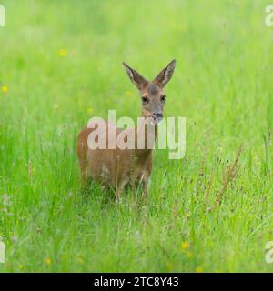 Hirsch (Capreolus capreolus), Hirsch, stehend auf einer Wiese und lecken ihren Mund, Wildtiere, Niedersachsen, Deutschland Stockfoto