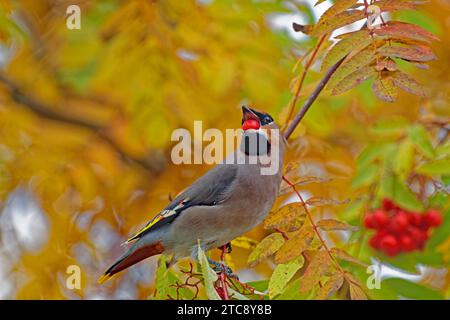 Böhmischer Wachsflügel (Bombycilla garrulus) mit rowan Beere im Schnabel, sitzt auf rowan Tree, rowan Beeren dahinter, Herbst, Nordfinnland, Finnland Stockfoto