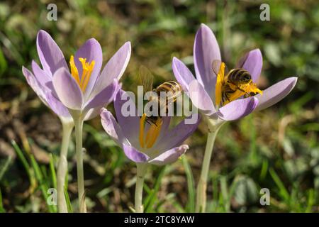 Honigbienen (APIs) sitzen auf Krokussen (Crocus), Krokuslila, Baden-Württemberg, Deutschland Stockfoto
