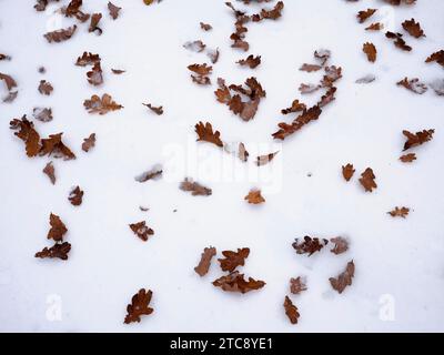 Gefallene Eichenblätter im Schnee, München, Bayern, Deutschland Stockfoto