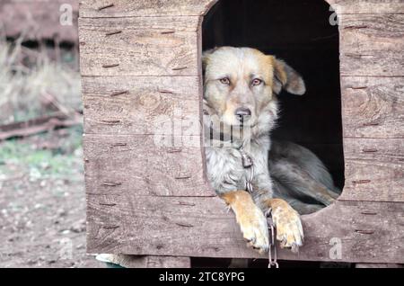 Mischlingshund an einer Kette in einem Bauernhof alten Stil Fotocolse oben Stockfoto