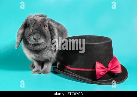 Graues Zwergkaninchen neben einem schwarzen Zylinderhut auf türkisfarbenem Hintergrund Stockfoto