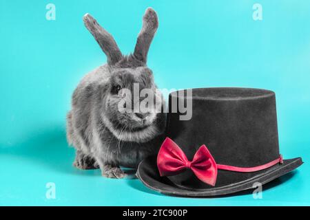 Graues Zwergkaninchen neben einem schwarzen Zylinderhut auf türkisfarbenem Hintergrund Stockfoto