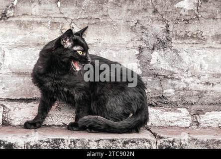 Die aggressive wütende schwarze Straßenkatze sitzt in der Nähe eines alten Backsteinhauses und sieht aus nächster Nähe zu Stockfoto