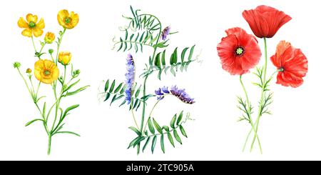 Eine Reihe von wilden Blumen und Gräsern wie gelbe Butterblumen, Wicke und rote Mohnblumen. Handgezeichnete botanische Aquarellillustration isoliert auf weißem Rücken Stockfoto