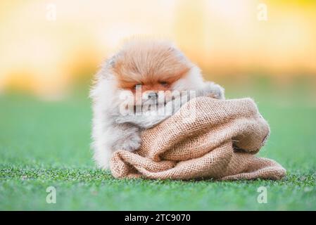 Rothaariger Pommersche Spitzhund sitzt in einem Sack auf künstlichem grünem Gras Stockfoto