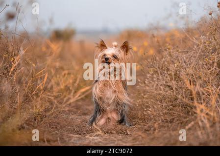 Der kleine Yorkshire Terrier bittet um einen Leckerbissen auf einem Spaziergang, der seine Pfoten hochhebt Stockfoto