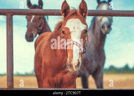 Gestüt drei neugierige Pferde in einem Fahrerlager hinter einem Zaun Stockfoto