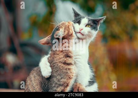 Lustiger Tabby-Katzenbiss graue und weiße Katze in Herbstfarben Stockfoto