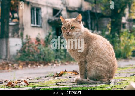 Verärgerte rothaarige Erwachsene Katze im Innenhof eines abgebrannten mehrstöckigen Gebäudes in Mariupol Stockfoto