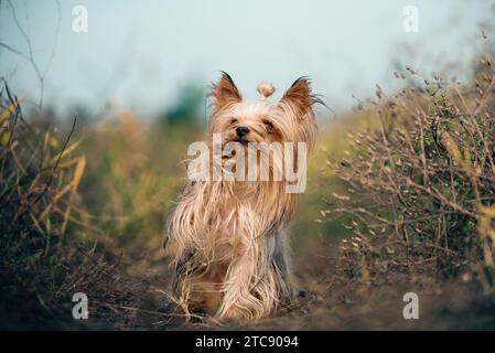 Der kleine Yorkshire Terrier bittet um einen Leckerbissen auf einem Spaziergang, der seine Pfote hochhebt Stockfoto