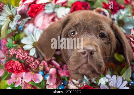 Porträt eines Schokoladen labrador Welpen in einem Blumenstrauß aus bunten Kunstblumen aus Nahaufnahme Stockfoto