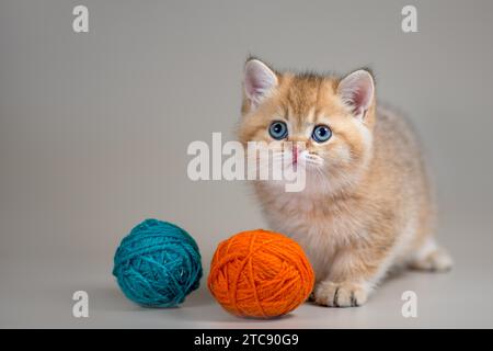 Blauäugige Kätzchen der goldenen britischen Kurzhaarrasse mit zwei Wollbällchen auf beigem Hintergrund Stockfoto