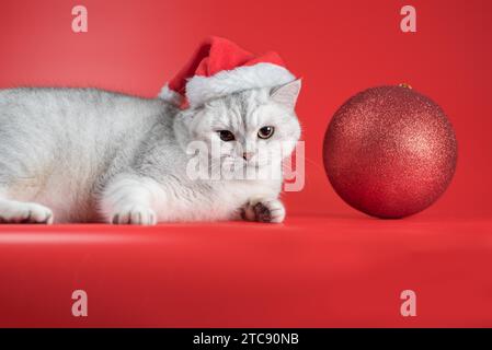 Graue britische Kurzhaarkatze mit Weihnachtsmannmütze sieht sich einen großen Silvesterball auf rotem Hintergrund an Stockfoto