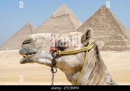 Porträt eines Kamelkopfes Nahaufnahme vor dem Hintergrund der Cheops-Pyramide in Gizeh Ägypten ohne Menschen Stockfoto