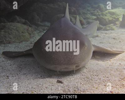 Porträt des Atlantischen Ammenhais (Ginglymostoma cirratum) im Sand, Tauchplatz John Pennekamp Coral Reef State Park, Key Largo, Florida Stockfoto