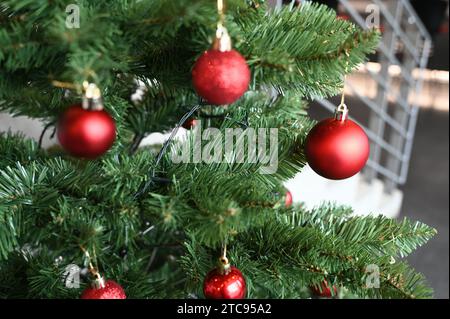Köln, Deutschland. Dezember 2023. Weihnachtskugel, Weihnachtsbaumkugel hängt an einem Tannenzweig, Weihnachtsbaum Credit: Horst Galuschka/dpa/Alamy Live News Stockfoto
