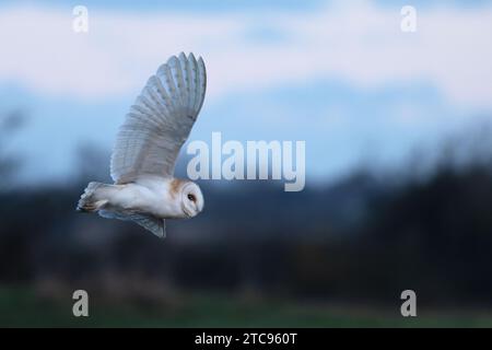 Barn Owl (Tyto alba) Norfolk Dezember 2023 Stockfoto