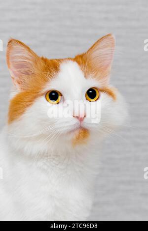 Schöne weiße Katze mit roten Flecken auf grauem Hintergrund. Vertikaler Hintergrund mit Kat Stockfoto