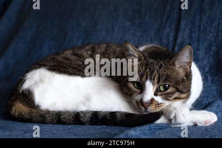 Schwarze, braune und weiße Hauskatze liegt auf dem Sofa. Stockfoto