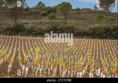 Rioja Weinberg mit frisch gepflanzten Rebstöcken, die an der Basis mit Kunststoffschläuchen geschützt sind Stockfoto