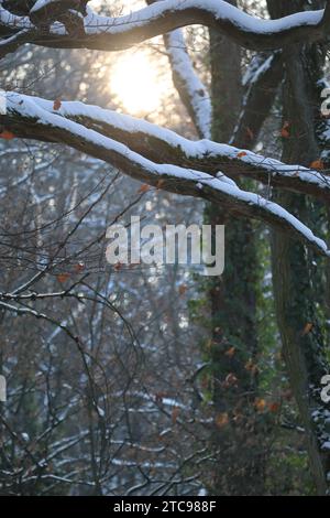 Die Sonne scheint durch den Winterwald Stockfoto