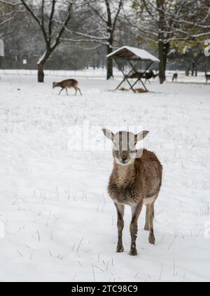 Europäischer Mufflon, Ovis musimon. Junge Frau im Winter. Stockfoto