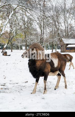 Europäischer Mufflon, Ovis musimon. RAM im Winter. Stockfoto