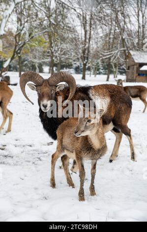 Europäischer Mufflon, Ovis musimon. RAM im Winter. Stockfoto