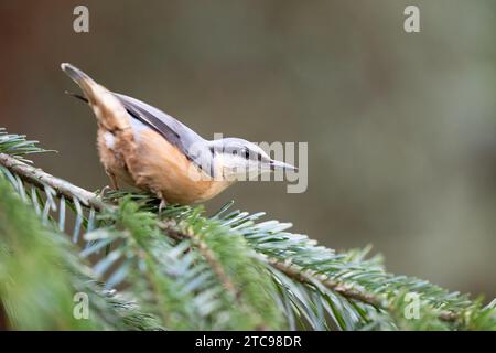 Nuthatch (Sitta Europaea) posiert auf dem Zweig einer Fichte - Yorkshire, Großbritannien im Winter Stockfoto
