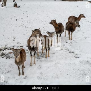Europäischer Mufflon, Ovis musimon. Herde im Winter. Stockfoto