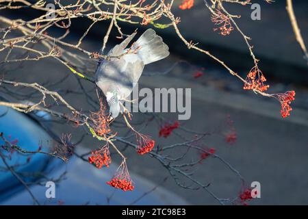 Die Waldtaube (Columba palumbus) dehnt sich aus und reicht nach unten, um sich von hellroten vogelbeeren mit Auto- und Straßenhintergrund zu ernähren. York, Großbritannien im Winter Stockfoto