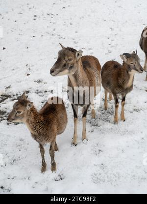 Europäischer Mufflon, Ovis musimon. Herde im Winter. Stockfoto