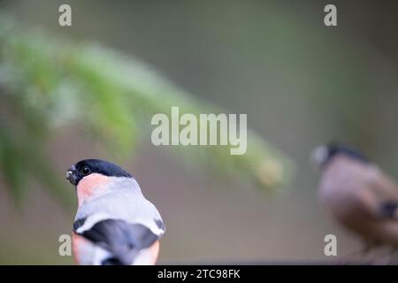 Paar Bullfinken. Bullfinch männlich (Pyrrhula pyrrhula) im Vordergrund, mit einem weiblichen Bullfinch und immergrünem Ast im Hintergrund - Yorkshire, UK Stockfoto