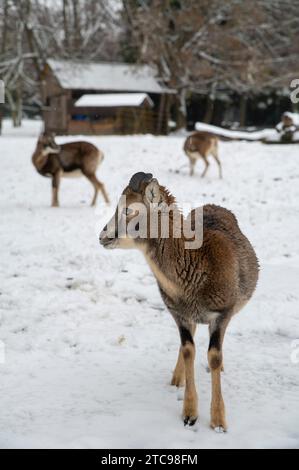 Europäischer Mufflon, Ovis musimon. Junger Mann im Winter. Stockfoto