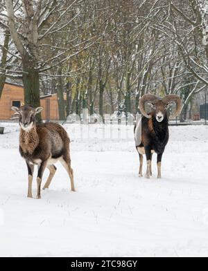 Europäischer Mufflon, Ovis musimon. RAM im Winter. Stockfoto