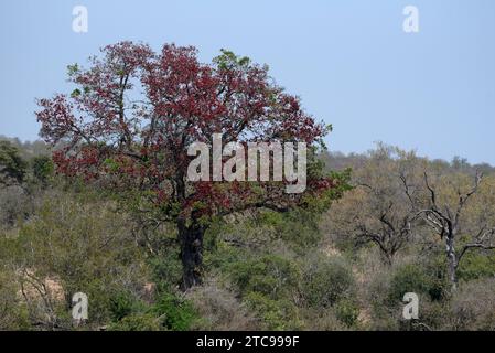 Weinender Böhnenbaum in Blüte im Krüger-Nationalpark Stockfoto