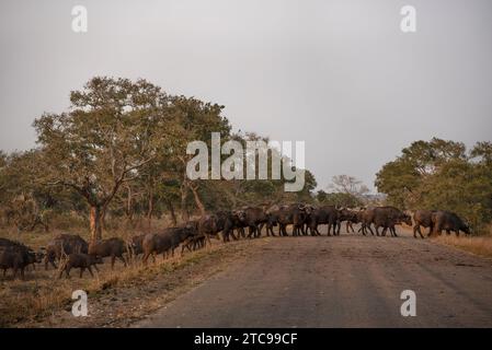 Große Büffelherde, die die Straße im Krüger-Nationalpark überquert Stockfoto