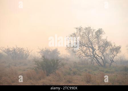 Eine kontrollierte Verbrennung im Krüger-Nationalpark Stockfoto