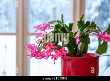 Sorte der Schlumbergera-Truncata-Gruppe namens Weihnachtskaktus oder Thanksgiving-Kakteen. Pflanze wächst im Blumentopf zu Hause, volle Blüte Stockfoto