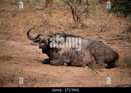 Ein alter Büffelbulle, mit getrocknetem Schlamm verknallt, der den Fotografen verdächtig beobachtet Stockfoto